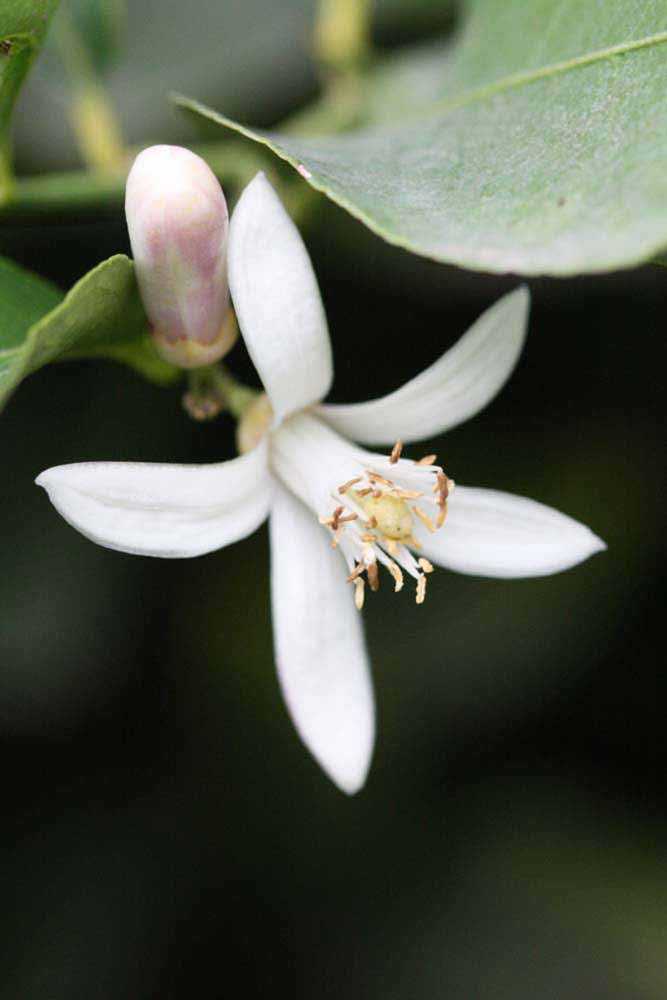                 Flower (Doctor Strong, Riverside,   CA)       